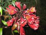 20.Bomarea sanguinea, Alstroemeriaceae