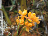 Epidendrum pachychilum
