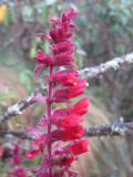 50.Scrophulariaceae