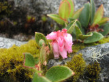 46.Gaultheria sp.,Ericaceae. Awinchu, Runqoto, Tumana