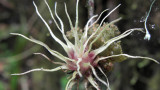 68.Tillandsia spp. another type of bromeliad