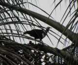 Blue-Throated Piping-Guan
