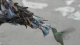 69. Hummingbird on Puya herrerae  Bromeliaceae