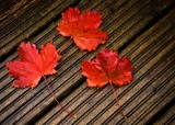 29_Sept_2008<br>Autumn Leaves