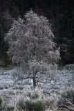 05_Dec_2008<br>Frosted Birch