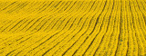 06_Apr_09<br>Yellow Ground