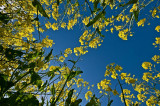 26_May_09<br>Rapeseed from Below