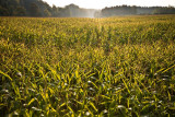 27_Sep_09 - Larochette Sweetcorn