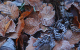 30_Jan_08 <br> Dead Cold