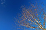 05_Mar_08<br>BirchnBlue Sky