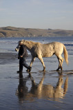 Horse on the beach