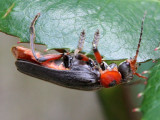 Cantharid Bug