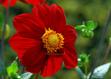 Flowers at the Jardin des Plantes