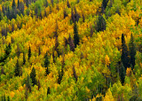 Fall Colors Above Vail