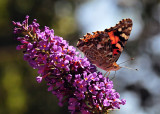 Butterfly Drinking from Butterfly Bush