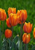 Princess Irene Tulips