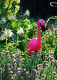 Grazing Flamingo