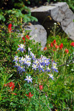 High Country Columbine