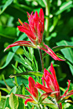 Wildflowers Along the Trail