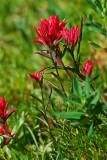 Wildflowers Along the Trail