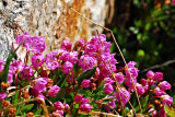 Wildflowers Along the Trail