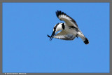    Pied Kingfisher