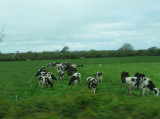 Lots of cows in pastures