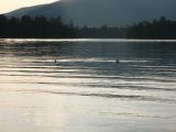 Common Loon