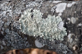 Lichen