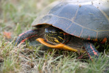 Sun-Turtle-8.jpg