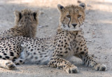 Cheetah Cub