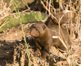 Dwarf Mongoose