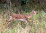 Impala Running