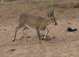 Grey Duiker