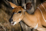Nyala Female Closeup