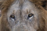 Lion Eyes - Bubezi