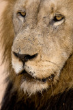 Lion Male Close Up - Bubezi