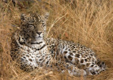 Female Leopard - Karula