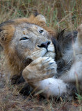 Manyaleti Male Lion