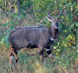 Nyala Male