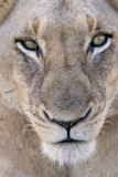 Lioness Close Up