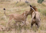 Lions - Male Female Interaction