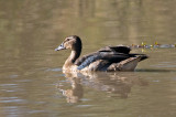 Female Knob Billed Duck