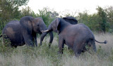Elephants Fighting