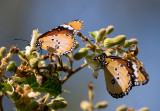 African Monarch Butterfly