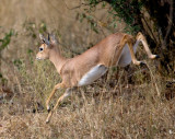Steenbok Running