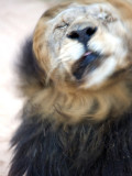 Lion Shaking Head - Bubezi