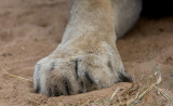 Lion Paw