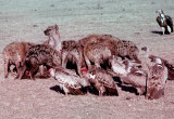 Hyenas