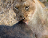 Lioness on buffalo kill